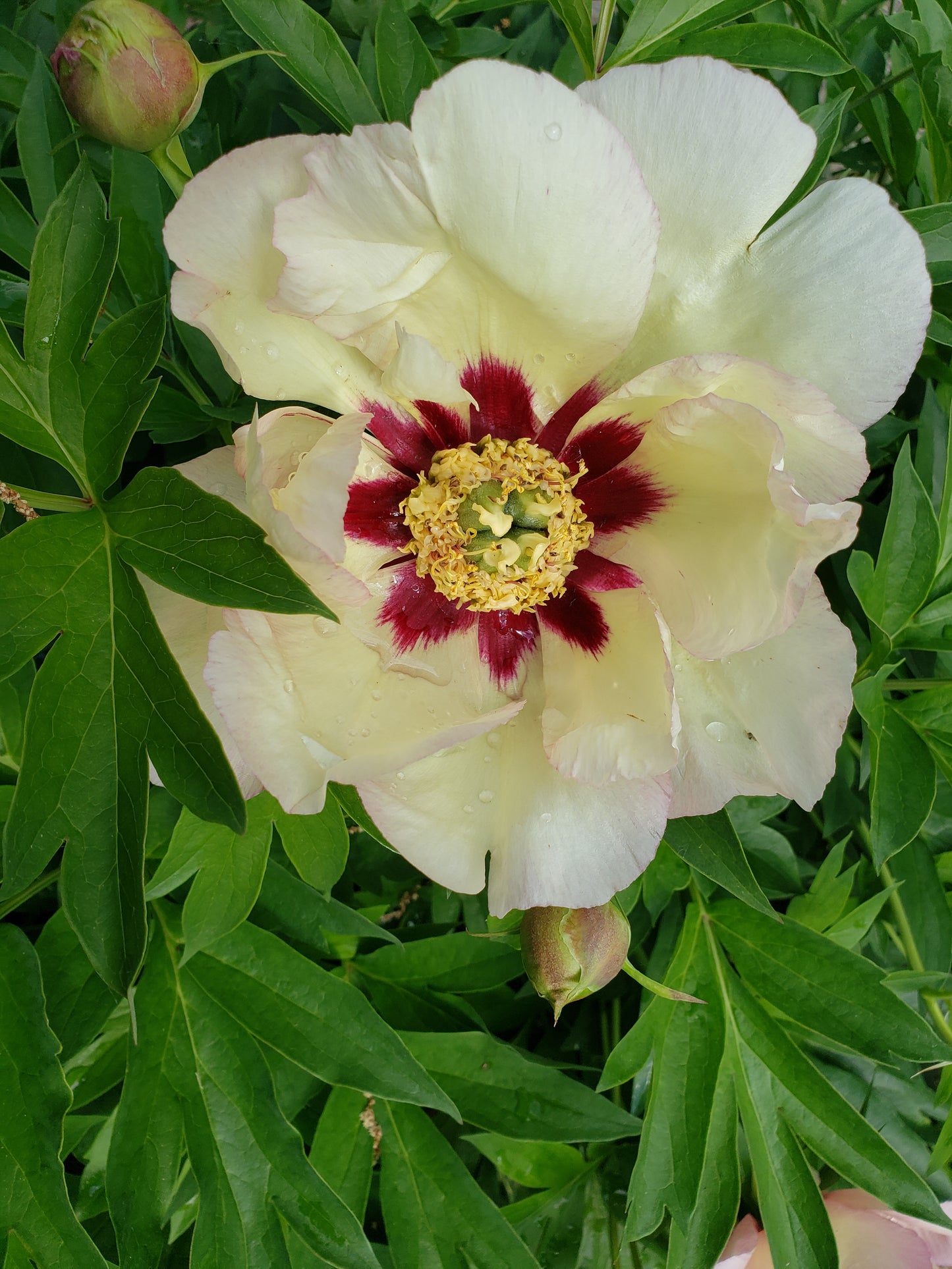 Paeonia 'Itoh' Callie's Memory