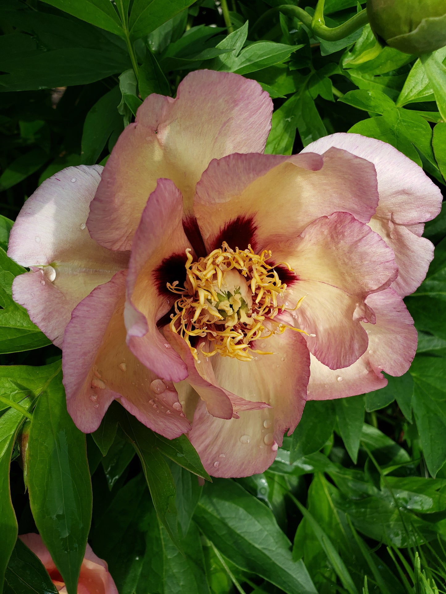 Paeonia 'Itoh' Callie's Memory