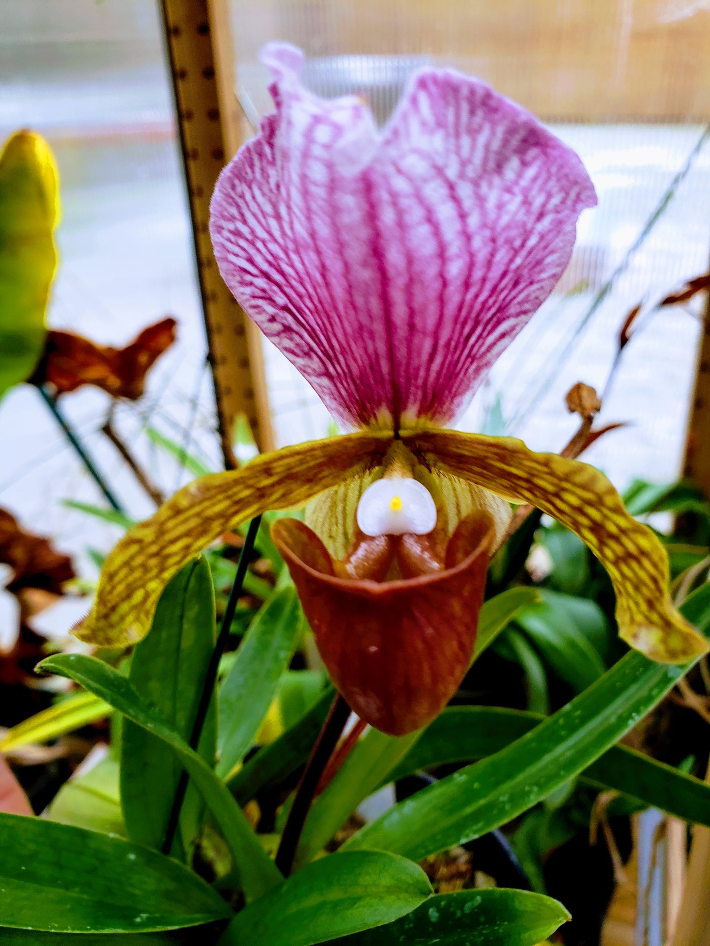Paphiopedilum Charlesworthii