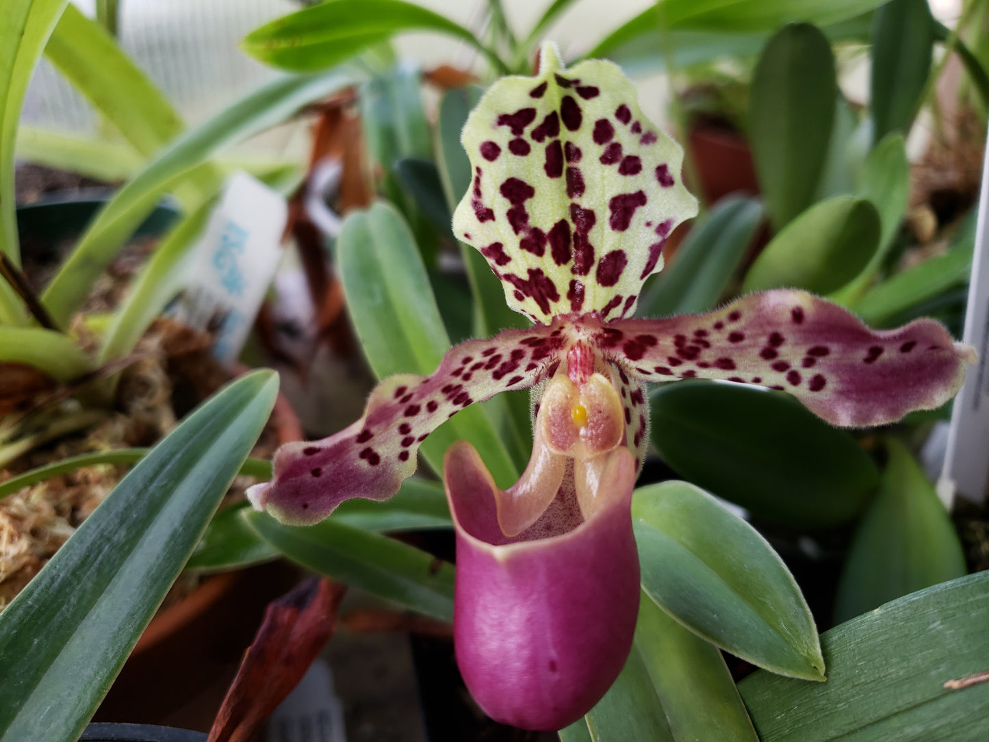 Paphiopedilum Henryanum