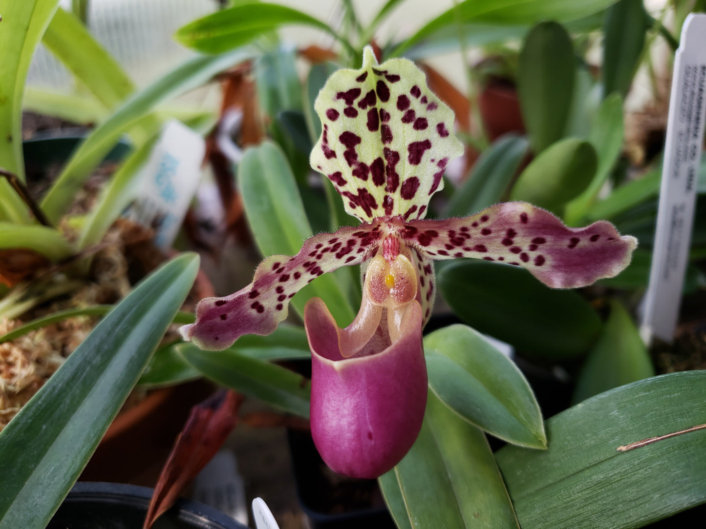 Paphiopedilum Henryanum