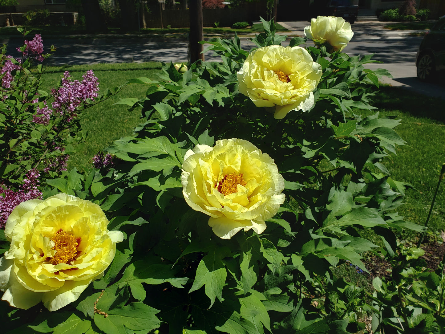 Paeonia suffruticosa 'High Noon'