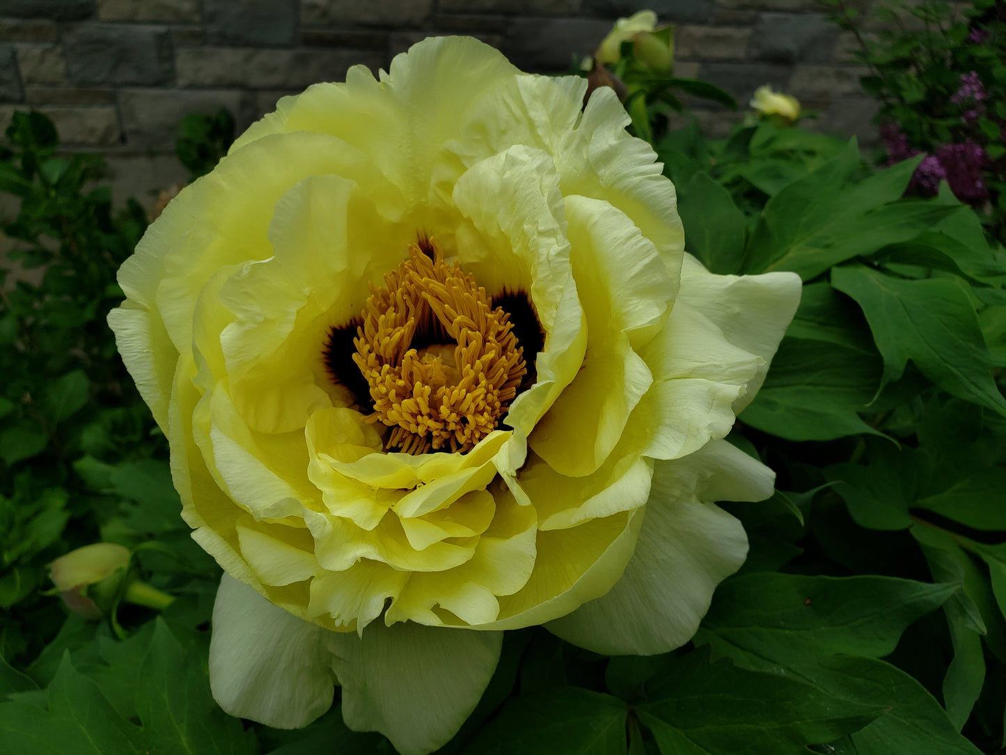 Paeonia suffruticosa 'High Noon'