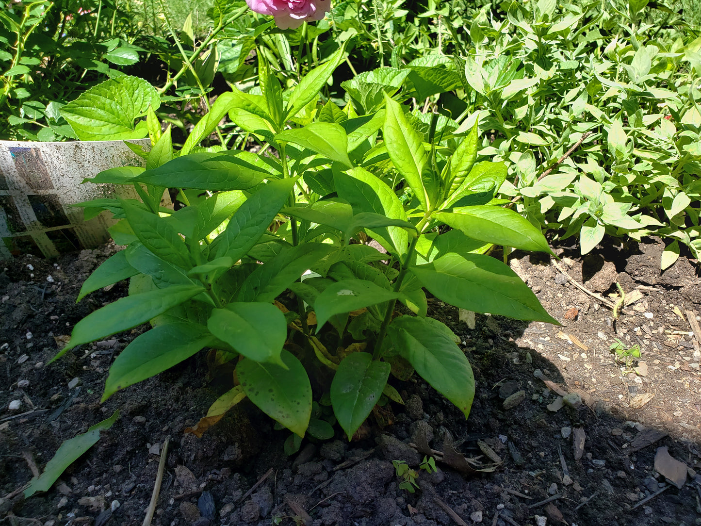 Phlox Paniculata 'Flame Series'