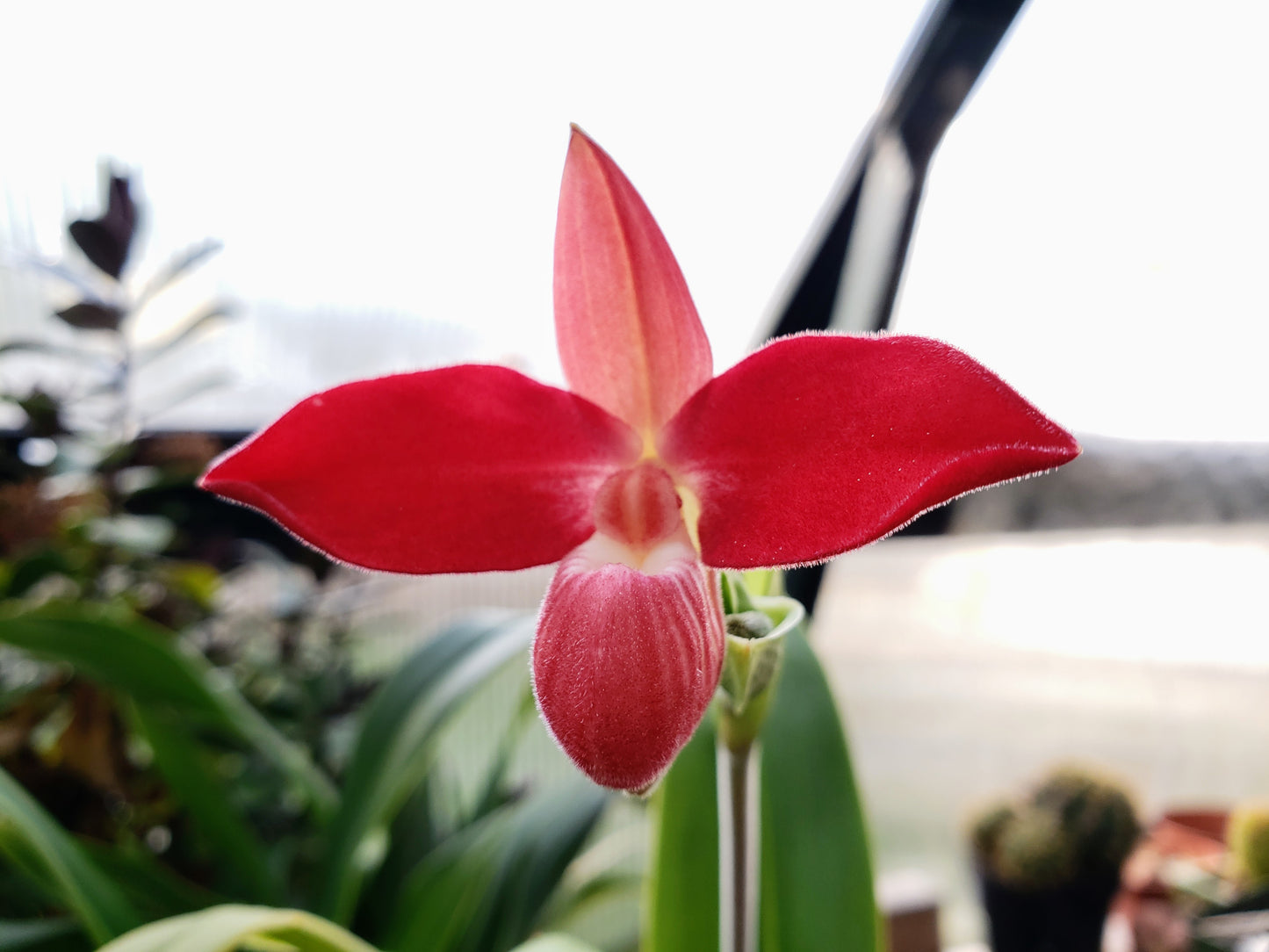 Phragmipedium Waunakee Sunset