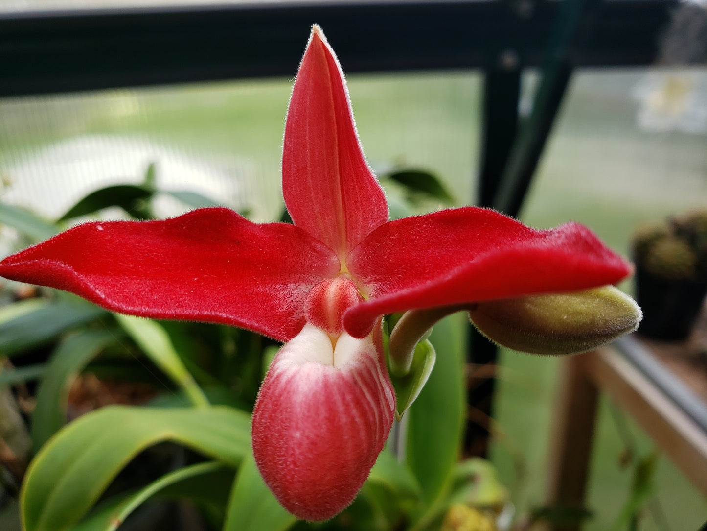 Phragmipedium Waunakee Sunset