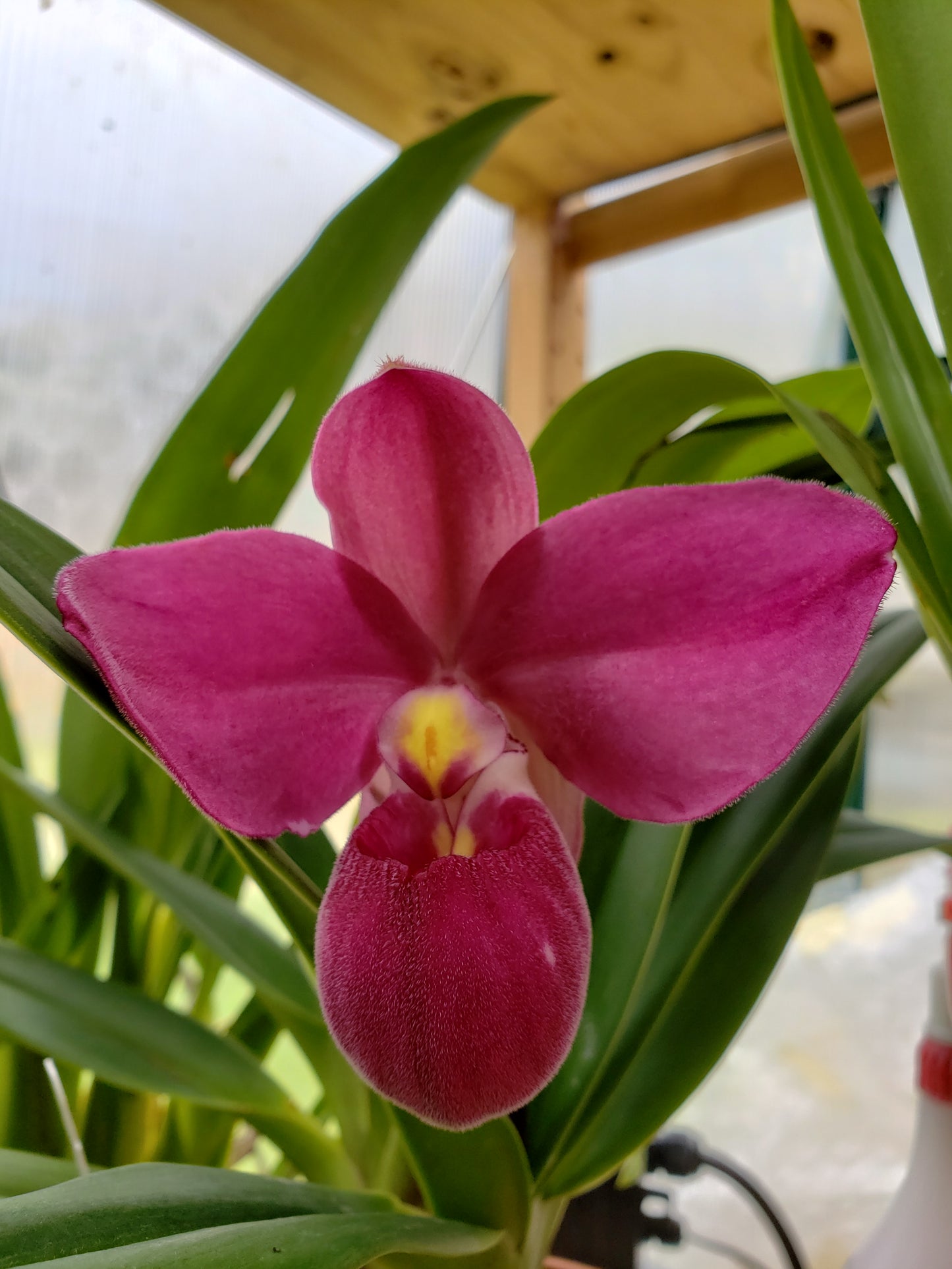 Phragmipedium 'Eumelia Arias'