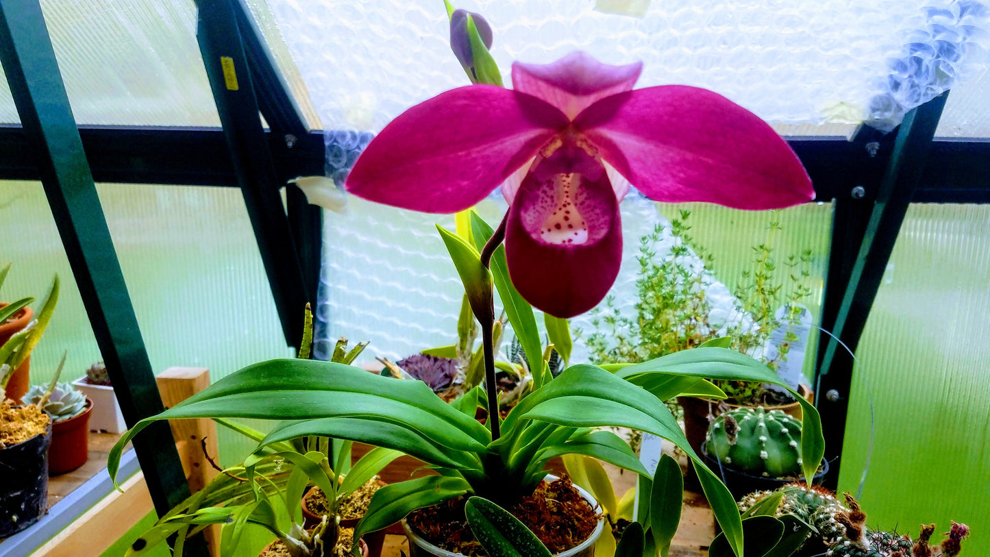 Phragmipedium 'ecuagenera Dream'