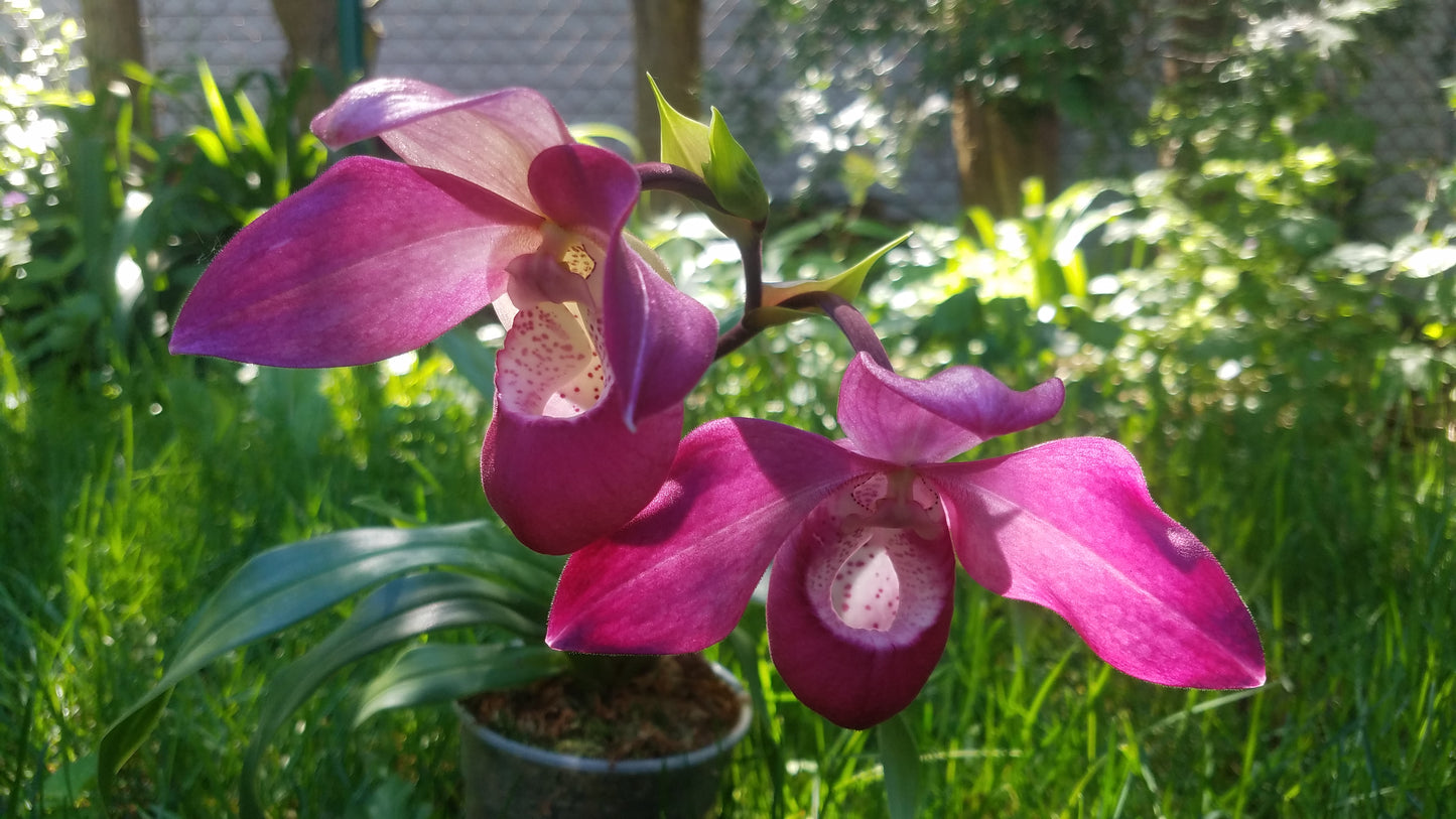 Phragmipedium 'ecuagenera Dream'