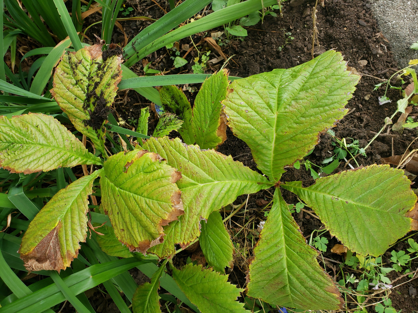 Rodgersia Pinnata "Bloody Mary"