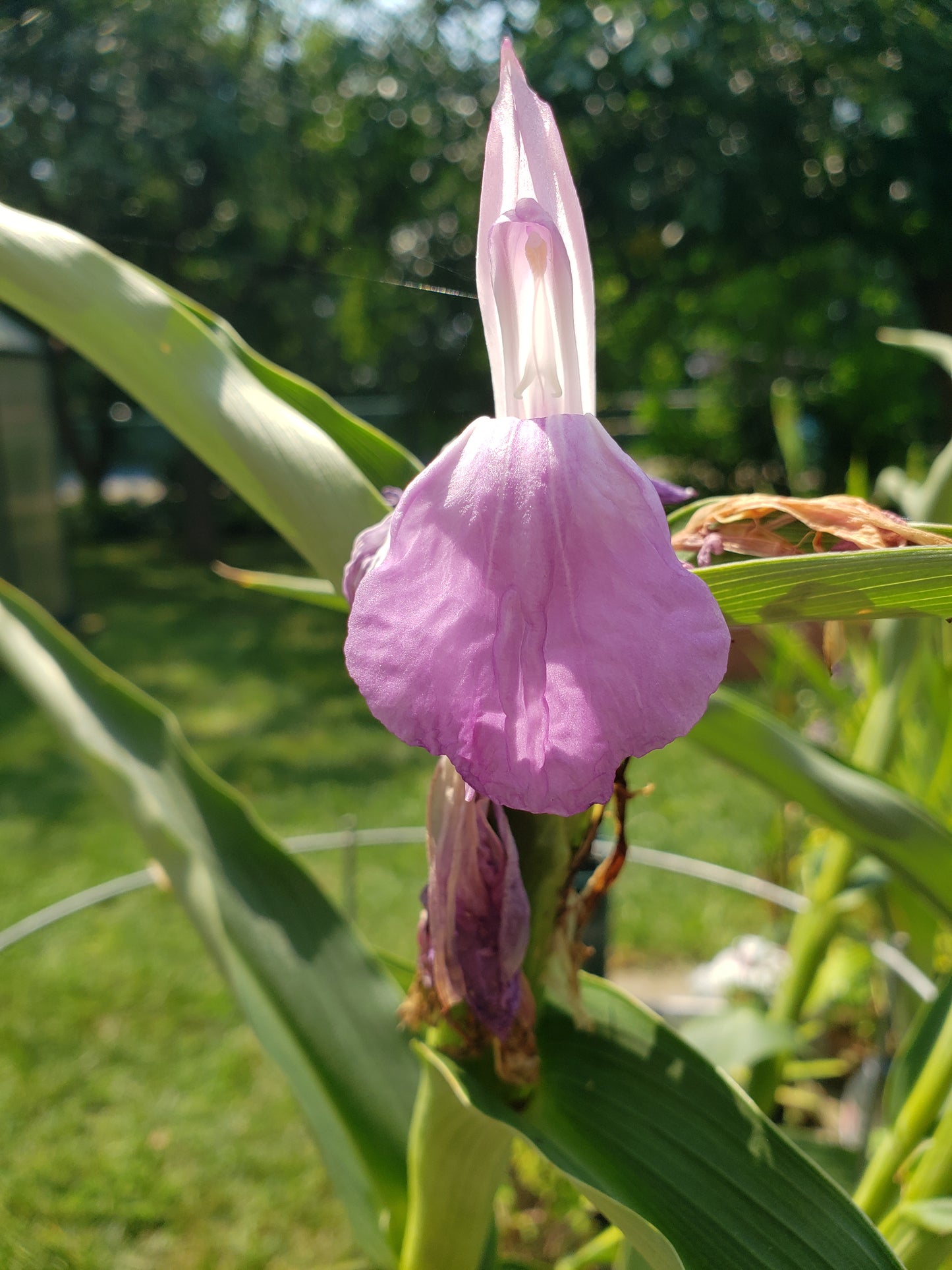 Roscoea Purpurea