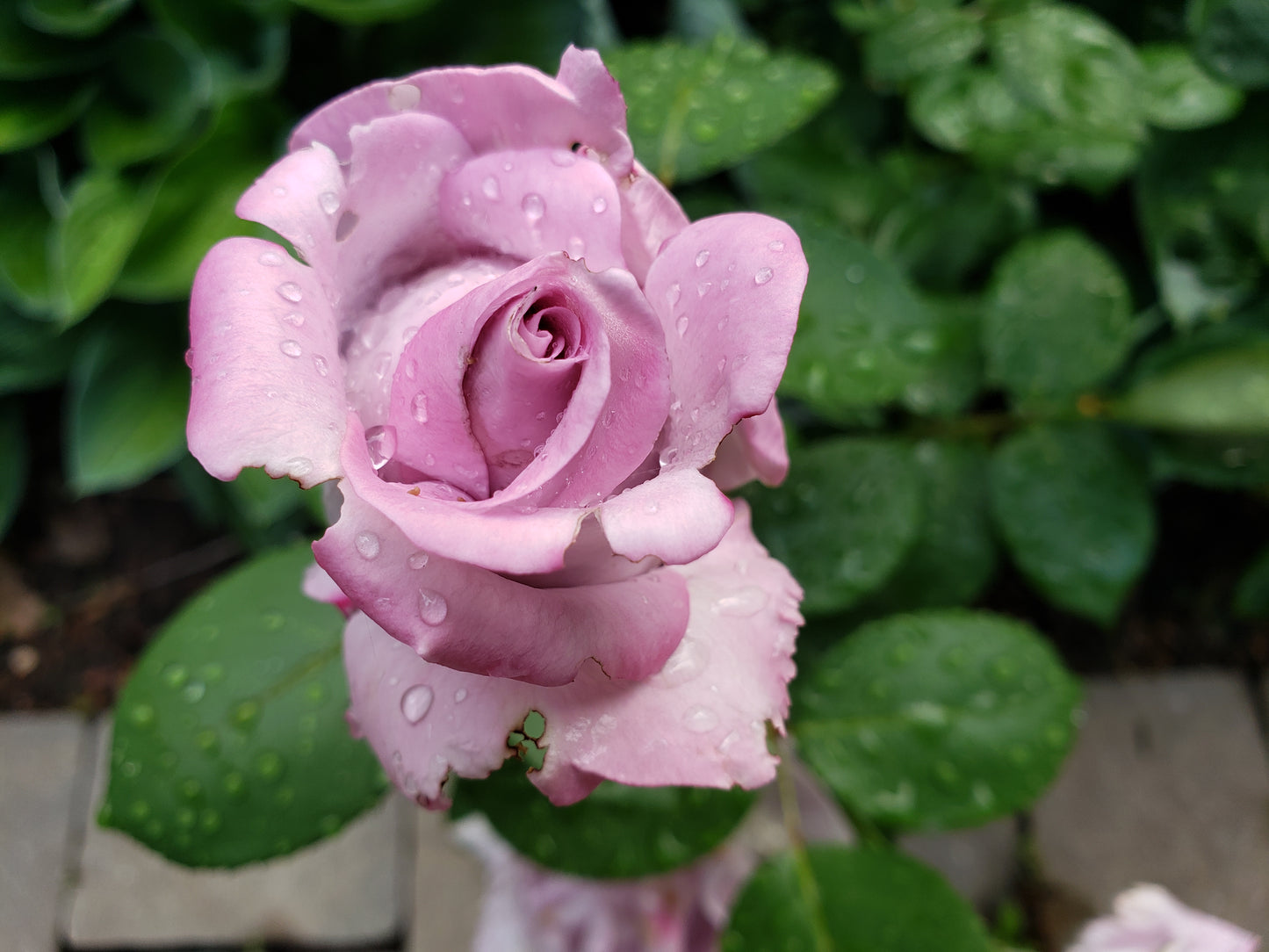 Rose 'Blue Girl'