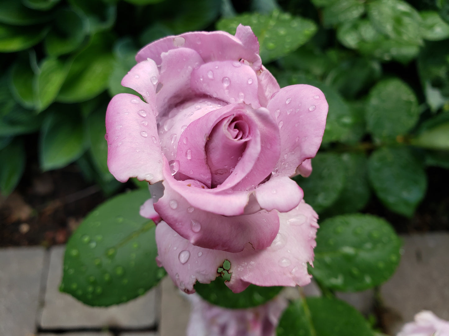 Rose 'Blue Girl'