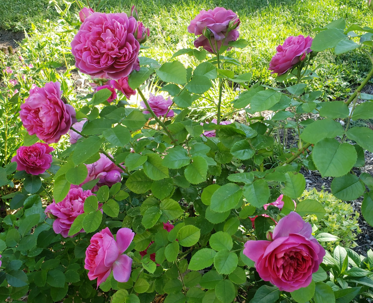 Rose (David Austin) 'Princess Anne'