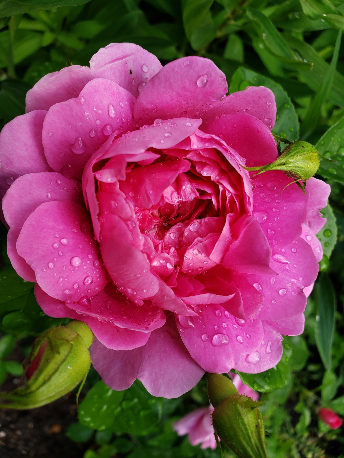 Rose (David Austin) 'Princess Anne'