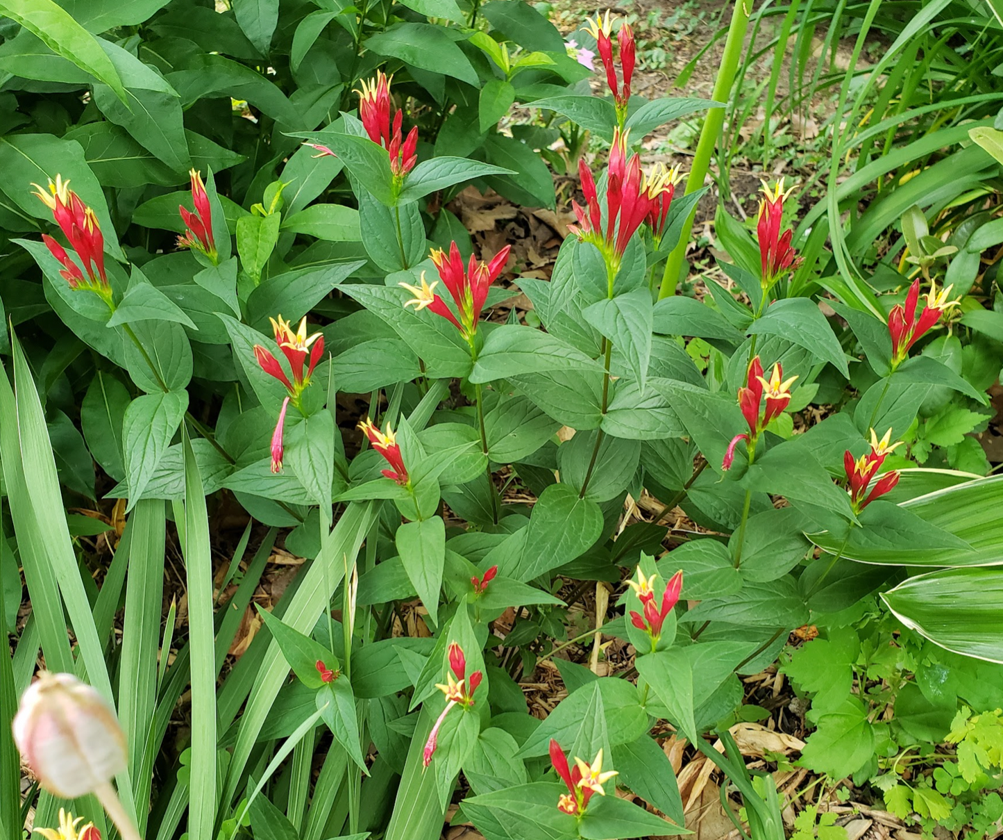 Spigelia marilandica "little redhead"