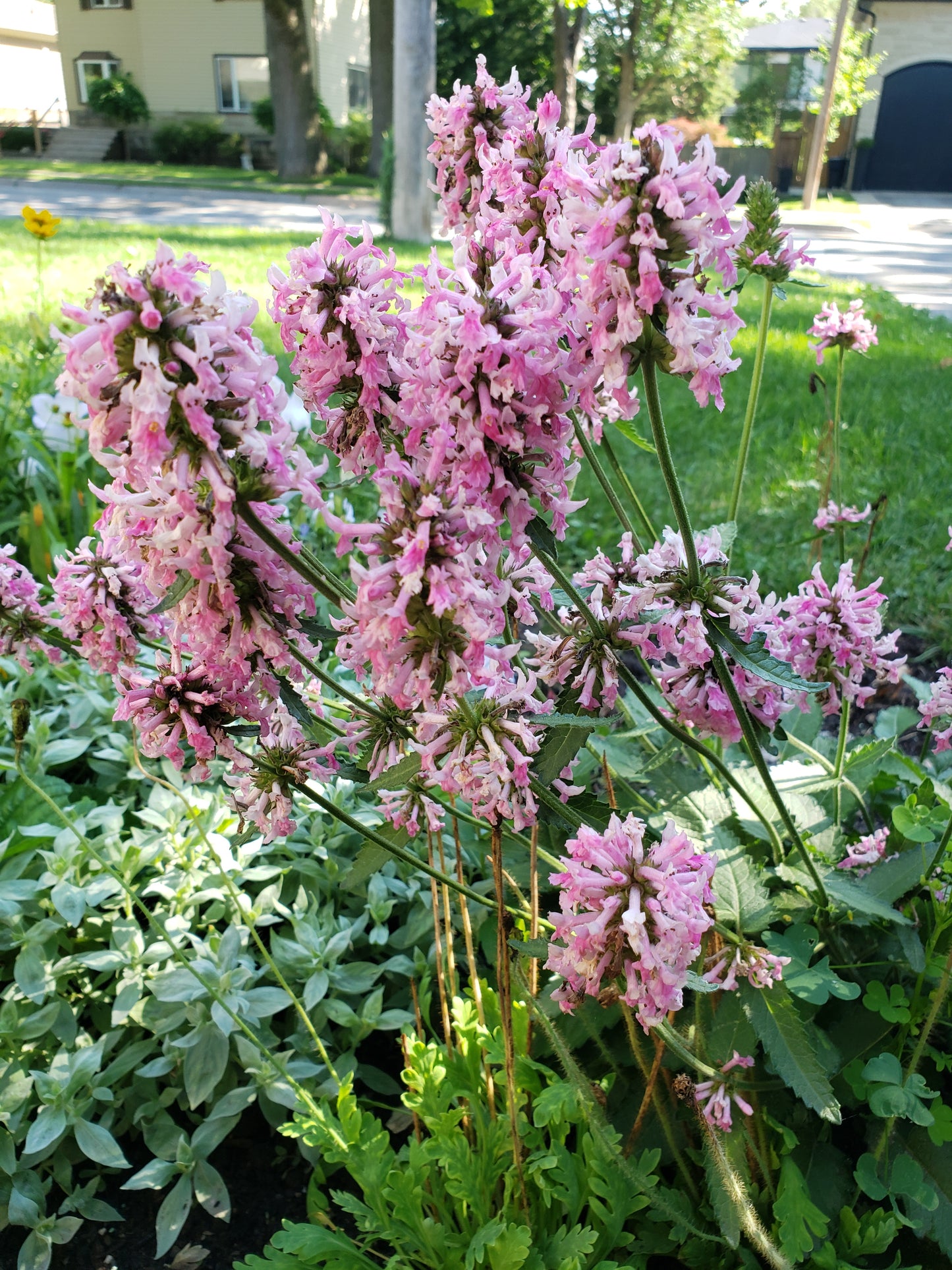 Stachys Officinalis 'Pink Cotton Candy'