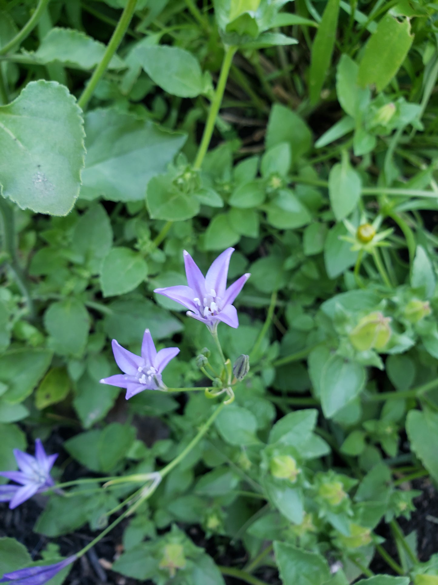 Triteleia Laxa