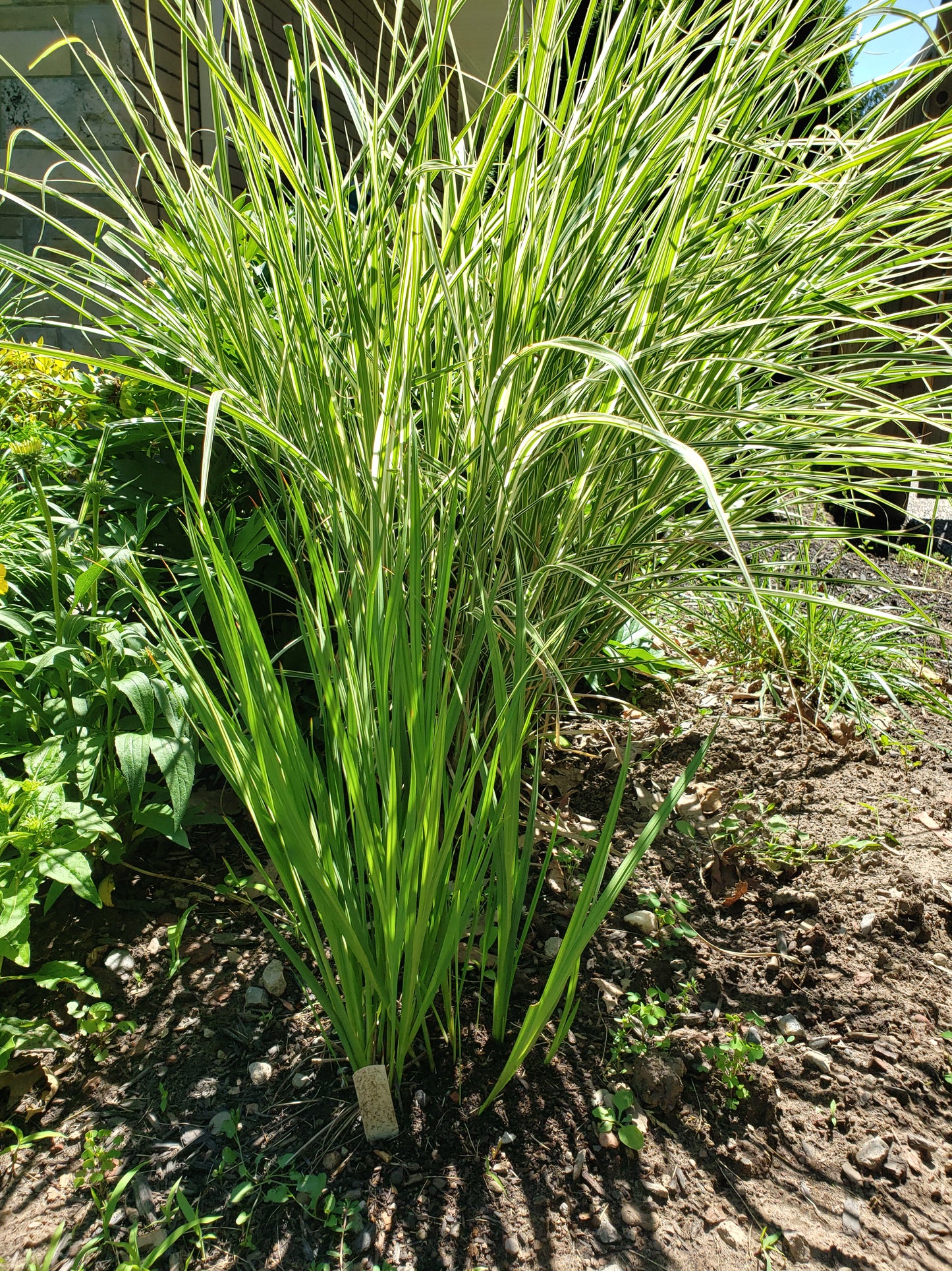 Tritonia Disticha Rubrolucens