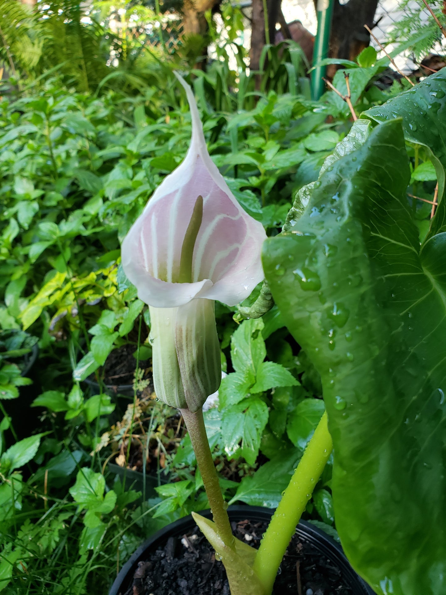 Arisaema Candidissimum