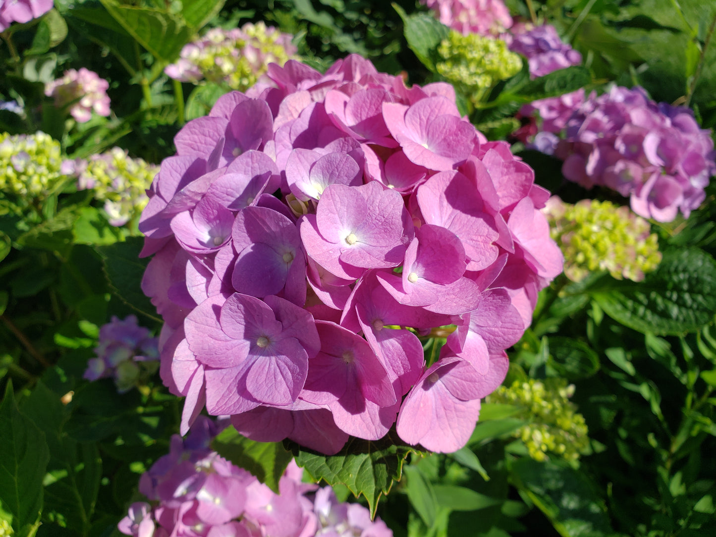 Hydrangea 'Nikko Blue'