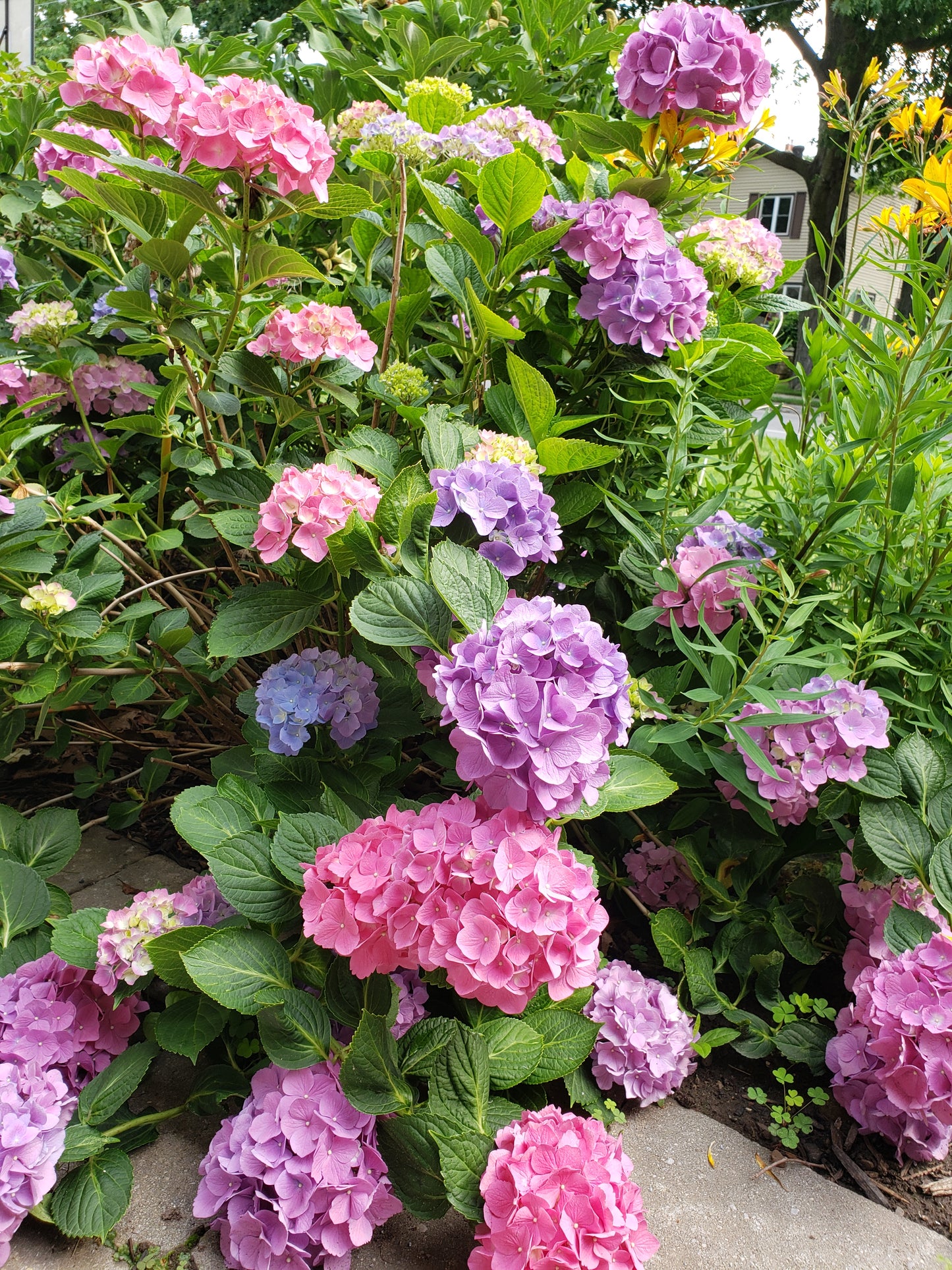 Hydrangea 'Nikko Blue'