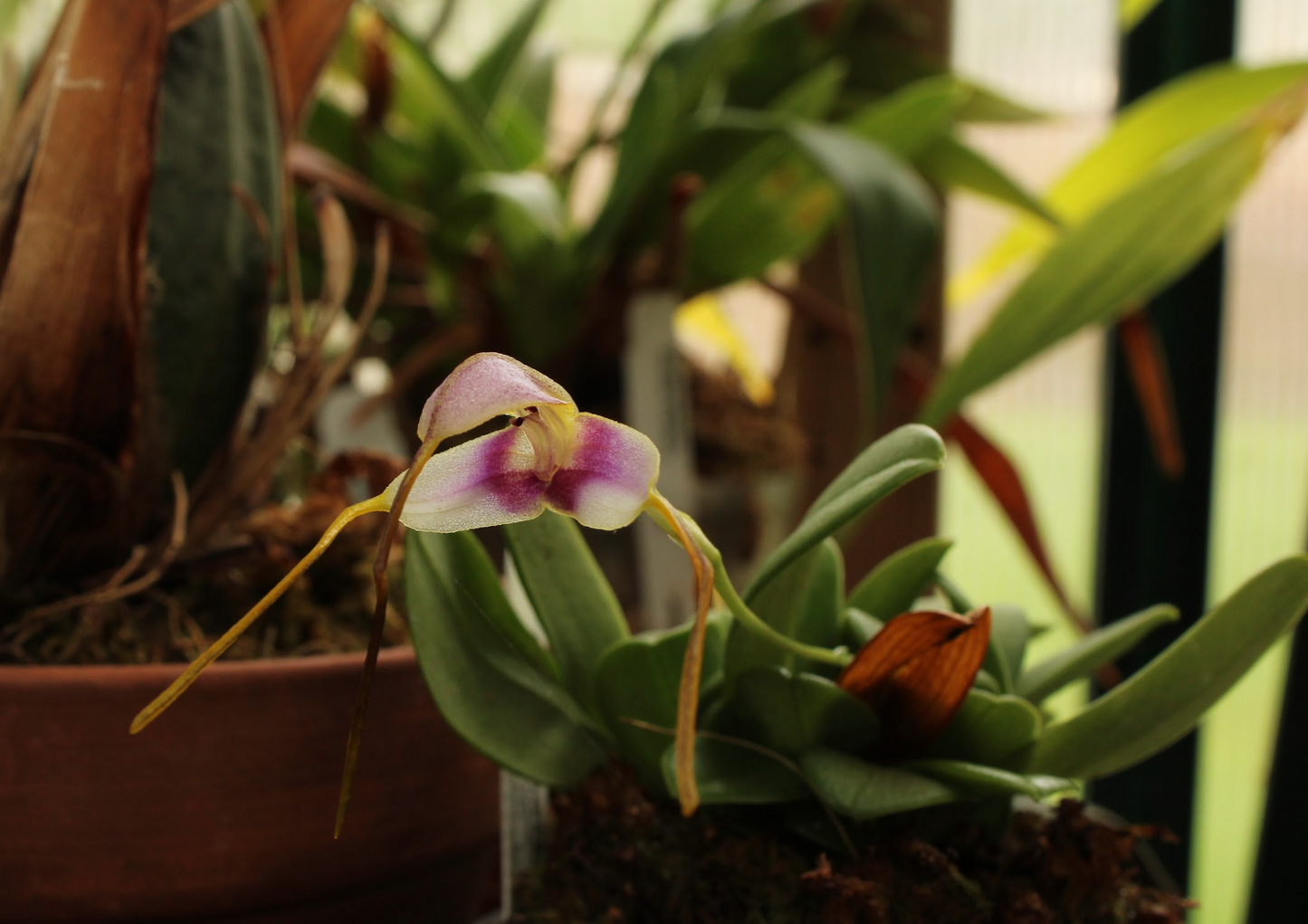 Masdevallia Estradae