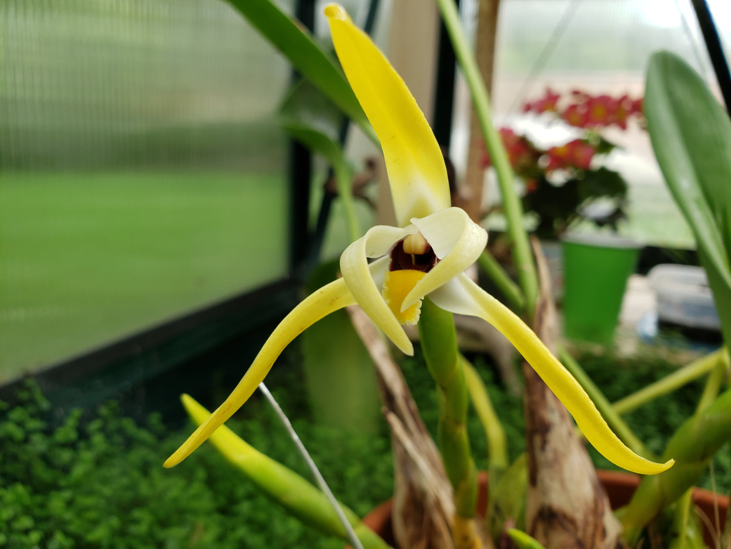 Maxillaria Dillonii