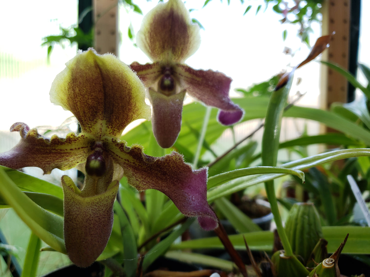 Paphiopedilum Hirsutissimum