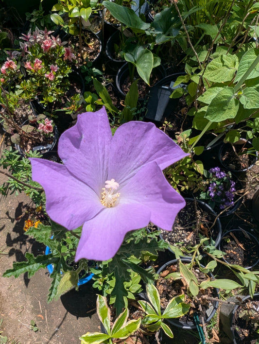 Alyogyne Huegelii (Seed)