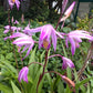 Bletilla "Yokahama Kate"