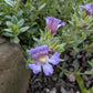 Chaenorhinum glareosum
