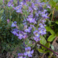 Chaenorhinum glareosum
