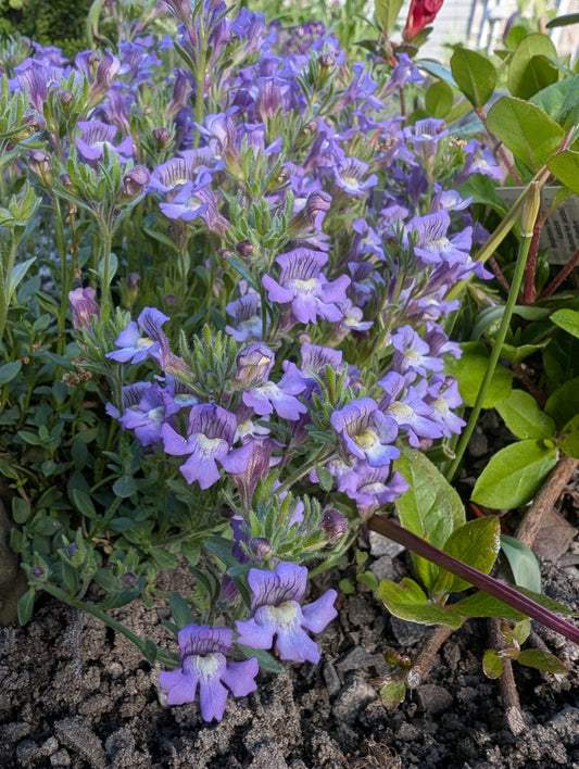 Chaenorhinum glareosum