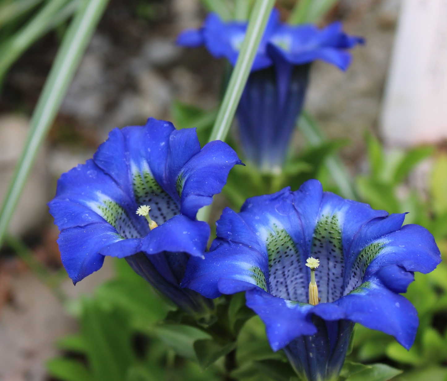 Gentiana dinarica 'Montenegro'