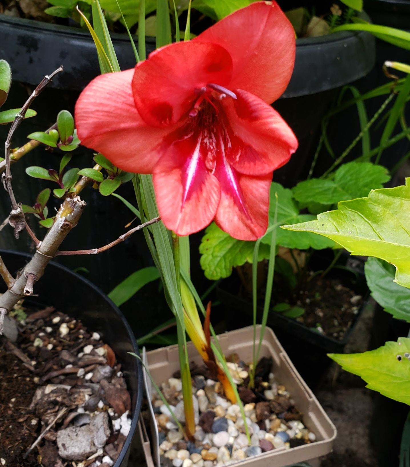 Gladiolus flanaganii