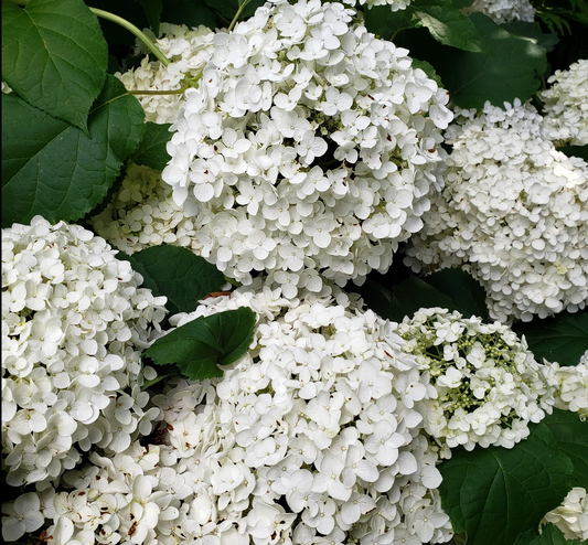 Hydrangea arborescens