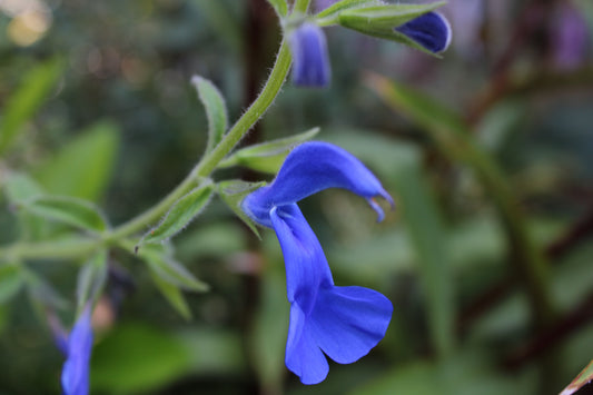 Salvia "Blue Angel" (seed)