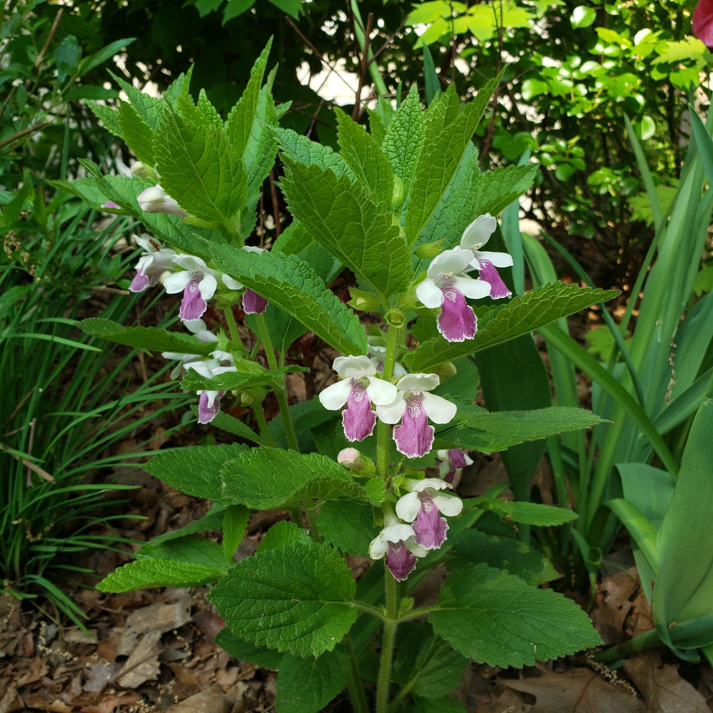 Melittis melissophyllum