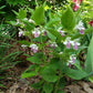 Melittis melissophyllum