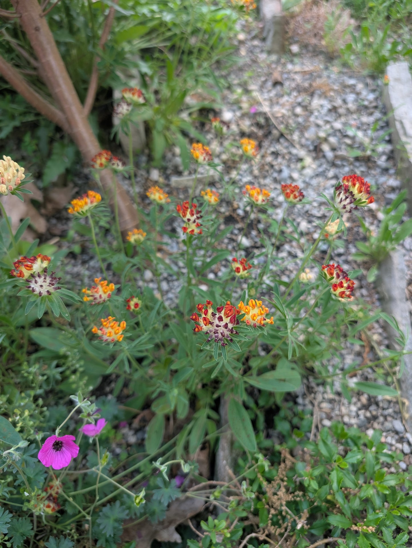 Anthyllis vulneraria var. coccinea