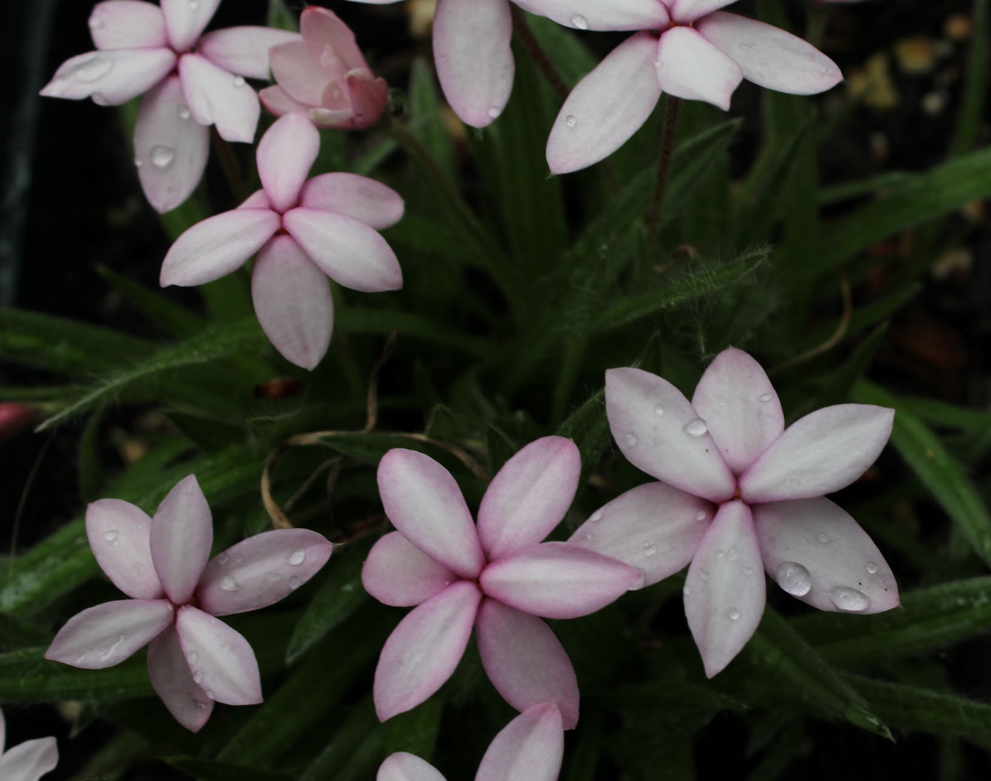 Rhodohypoxis "Harlequin"