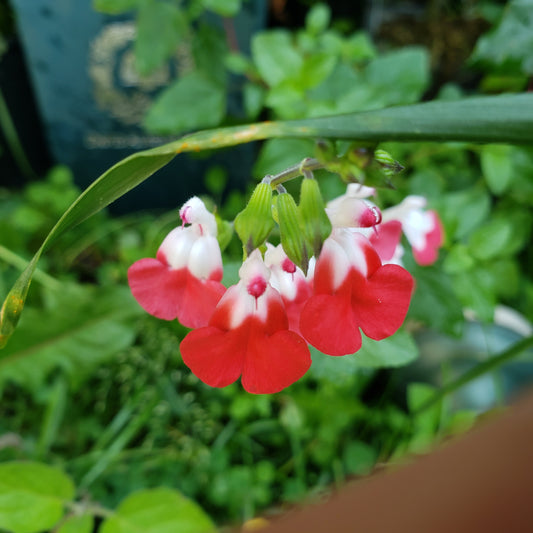 Salvia 'Hot Lips'