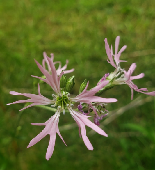 Silene Flos-Cuculi