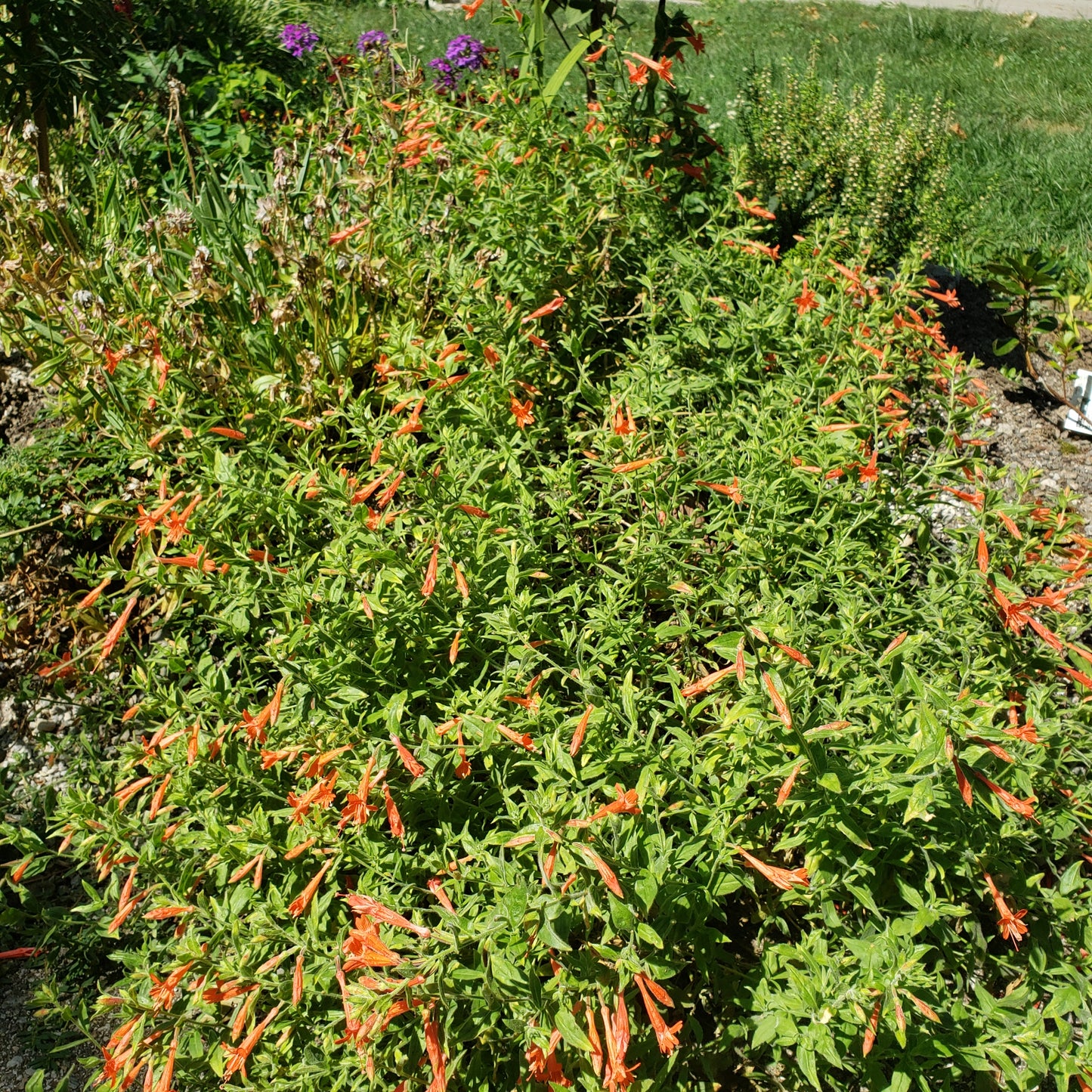 Zauschneria californica