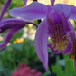 Bletilla "Yokahama Kate"