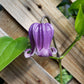 Clematis "Fascination"