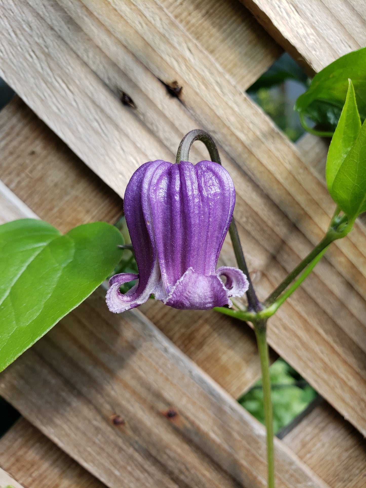 Clematis "Fascination"