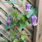 Clematis "Fascination"