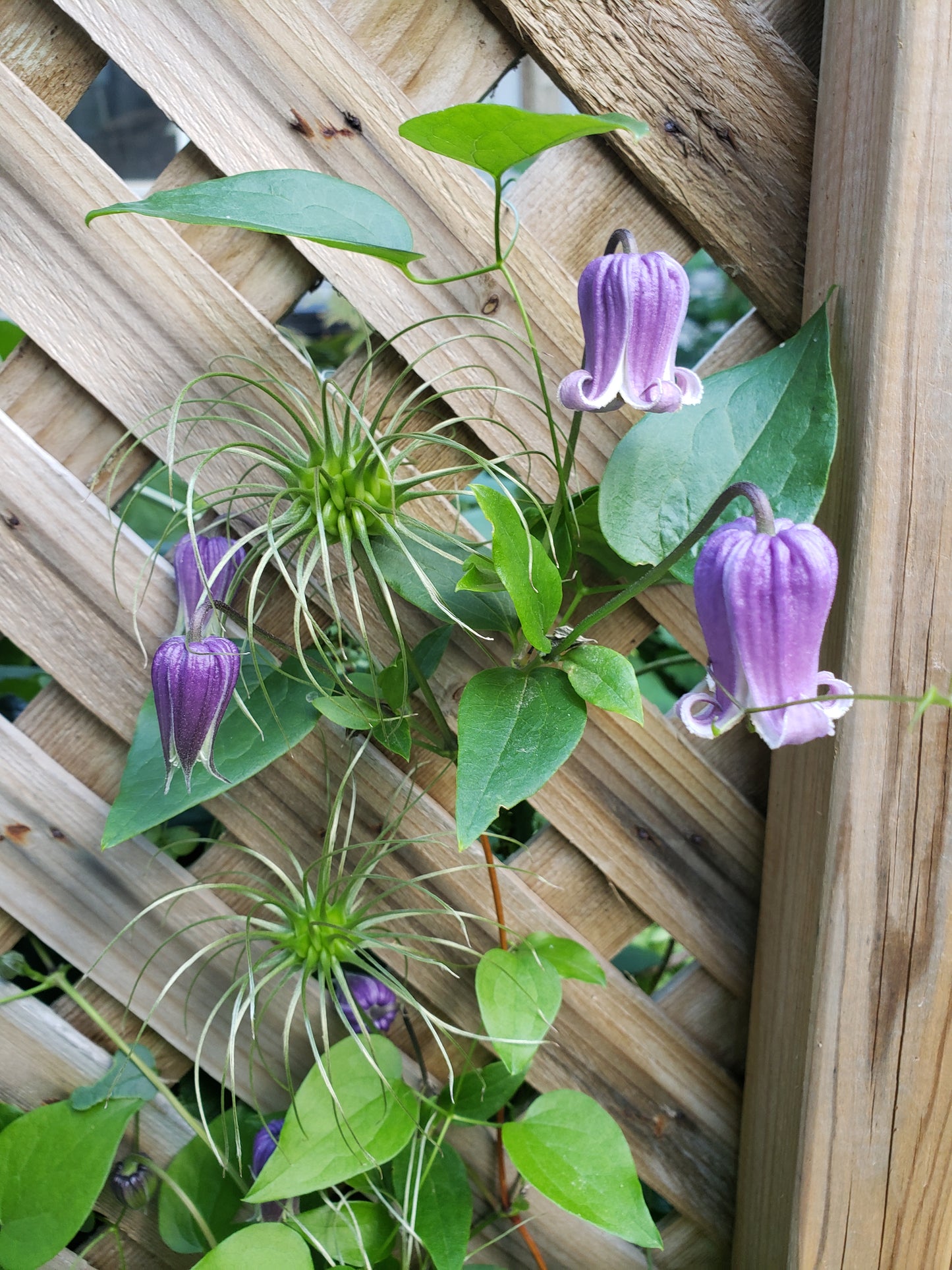 Clematis "Fascination"